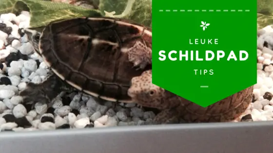 Waterschildpadjes, zomaar tips -
