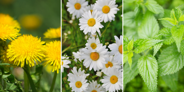 Eetbare wilde planten