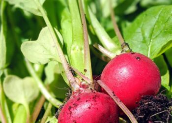 Groene smoothie radijsblad