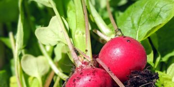 Groene smoothie radijsblad