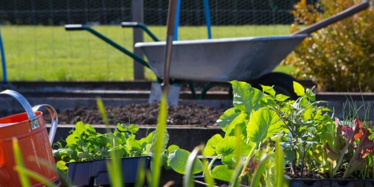 Moestuin voor beginners - 7 groene tips 11 Moestuin voor beginners