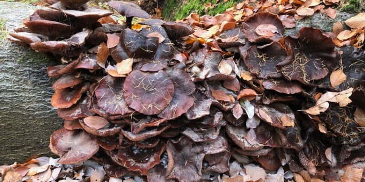 Nazomeren eigen land 2021