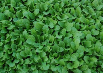Aapstelen-groene-smoothies
