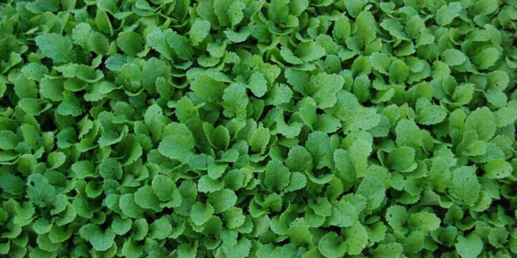 Aapstelen-groene-smoothies